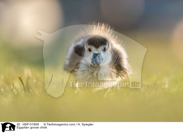 Nilgans Kken / Egyptian goose chick / HSP-01669