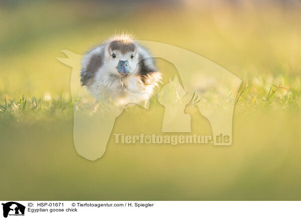 Nilgans Kken / Egyptian goose chick / HSP-01671