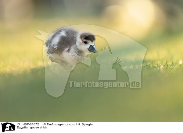 Nilgans Kken / Egyptian goose chick / HSP-01672