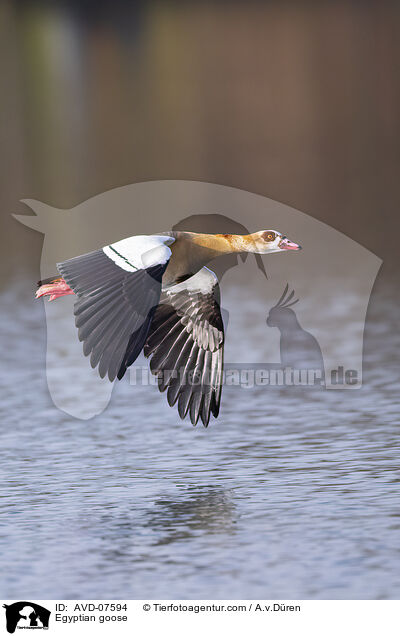Nilgans / Egyptian goose / AVD-07594