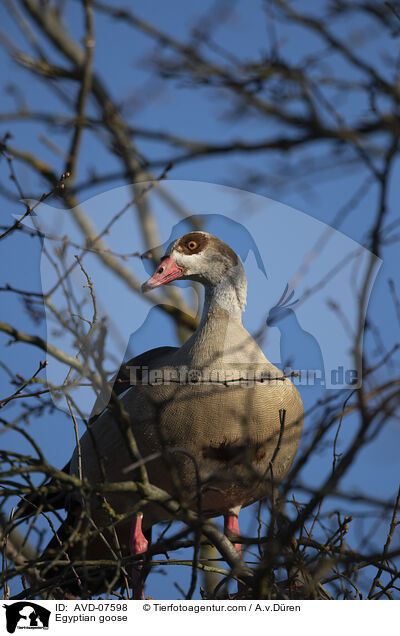 Nilgans / Egyptian goose / AVD-07598