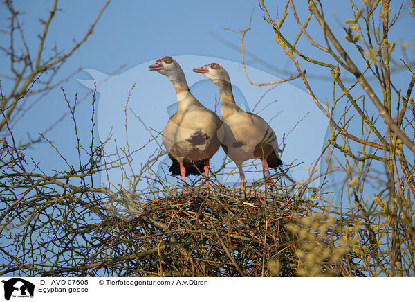 Nilgnse / Egyptian geese / AVD-07605
