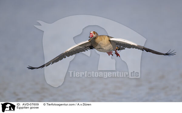Nilgans / Egyptian goose / AVD-07609