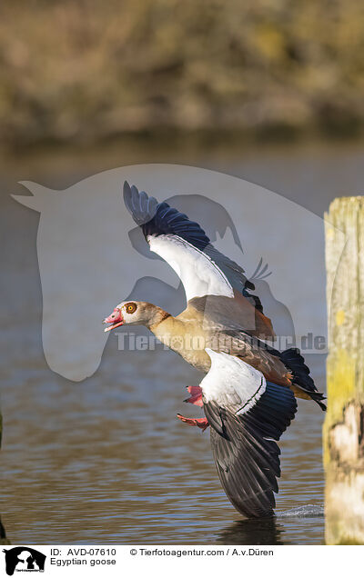 Nilgans / Egyptian goose / AVD-07610