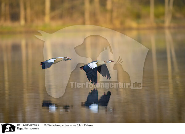 Nilgnse / Egyptian geese / AVD-07622