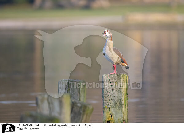 Nilgans / Egyptian goose / AVD-07624