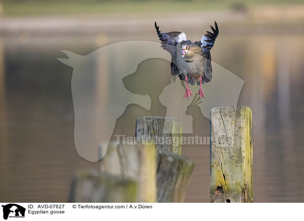 Nilgans / Egyptian goose / AVD-07627