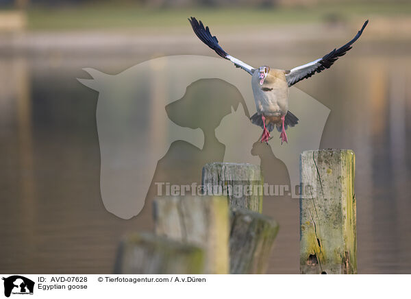 Nilgans / Egyptian goose / AVD-07628