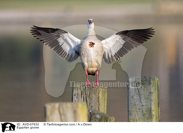 Nilgans / Egyptian goose / AVD-07632