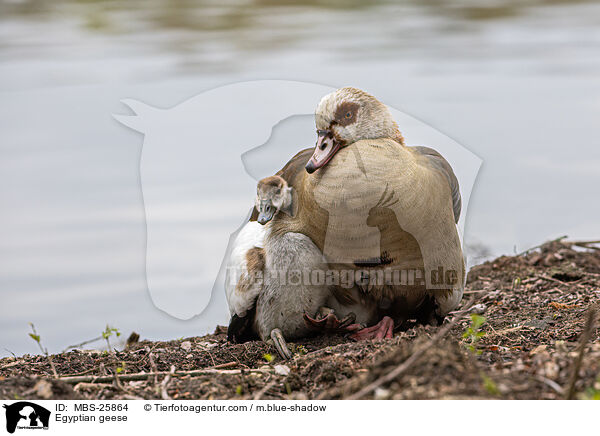 Nilgnse / Egyptian geese / MBS-25864