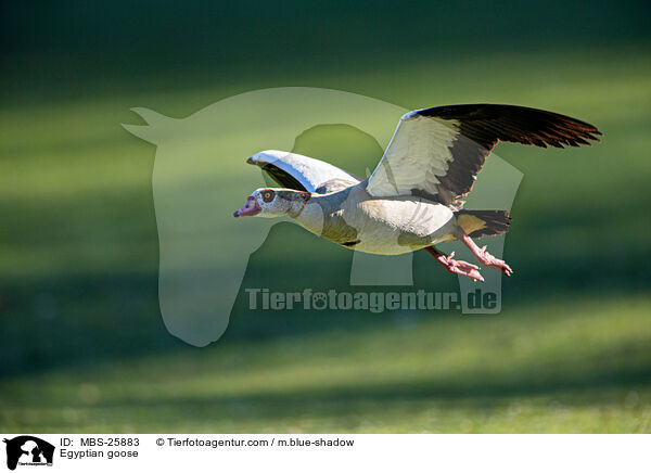 Nilgans / Egyptian goose / MBS-25883