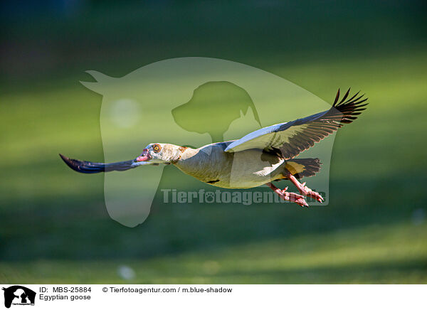 Egyptian goose / MBS-25884