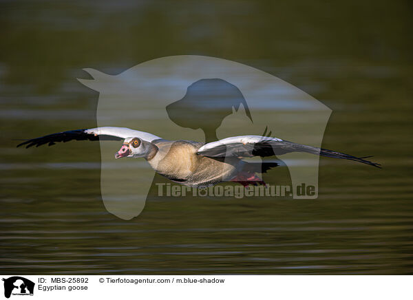 Nilgans / Egyptian goose / MBS-25892