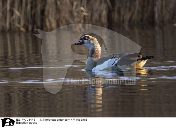 Egyptian goose / PK-01448