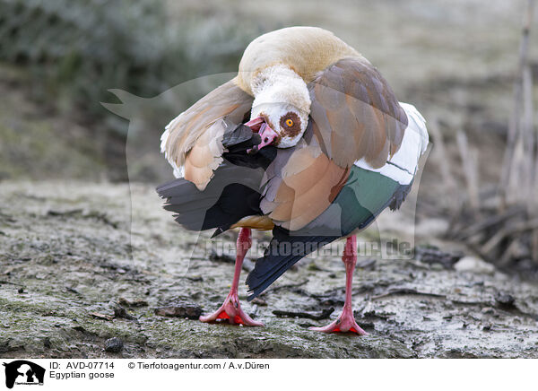 Nilgans / Egyptian goose / AVD-07714