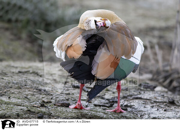 Egyptian goose / AVD-07715