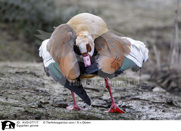 Nilgans / Egyptian goose / AVD-07717