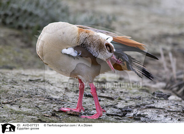 Nilgans / Egyptian goose / AVD-07721