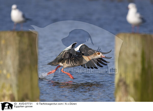 Nilgans / Egyptian goose / AVD-07731