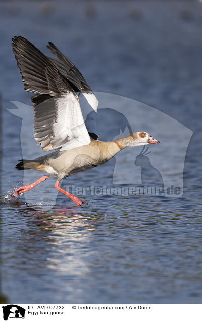 Nilgans / Egyptian goose / AVD-07732