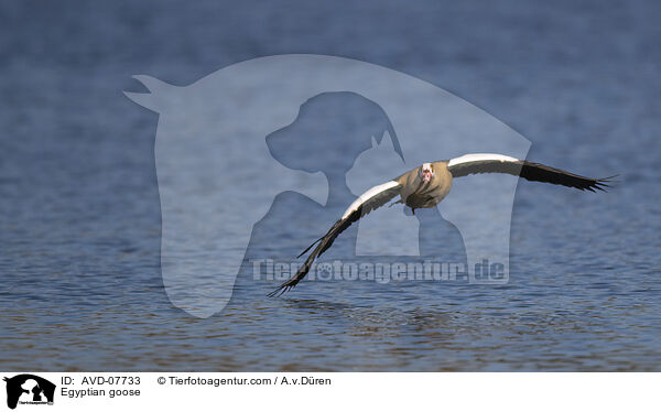 Nilgans / Egyptian goose / AVD-07733