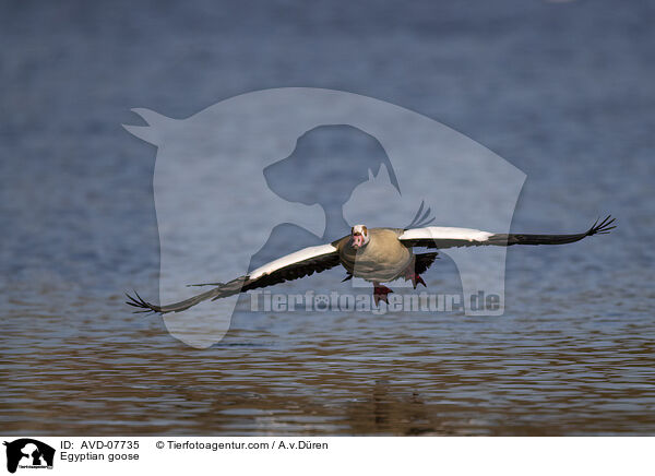 Nilgans / Egyptian goose / AVD-07735