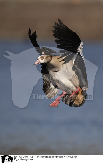 Nilgans / Egyptian goose / AVD-07742