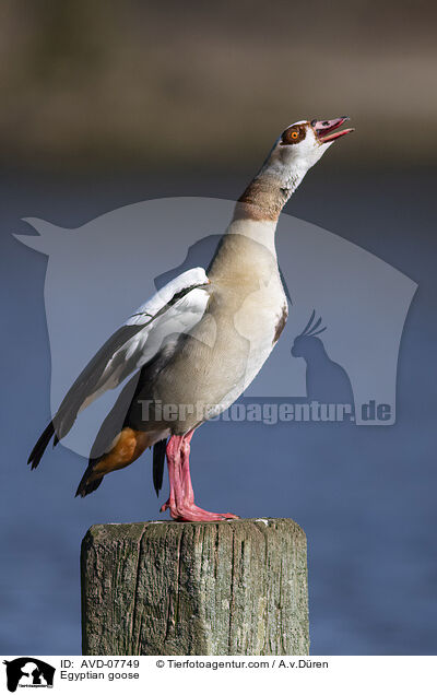 Nilgans / Egyptian goose / AVD-07749