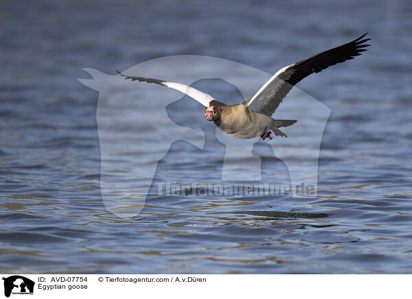 Nilgans / Egyptian goose / AVD-07754