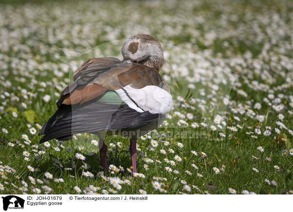 Nilgans / Egyptian goose / JOH-01679