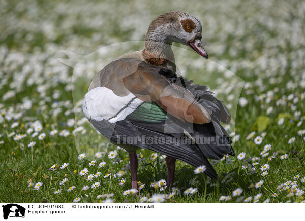 Nilgans / Egyptian goose / JOH-01680