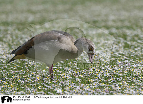 Nilgans / Egyptian goose / JOH-01687