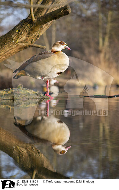 Nilgans / Egyptian goose / DMS-11821