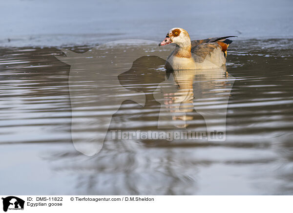Nilgans / Egyptian goose / DMS-11822