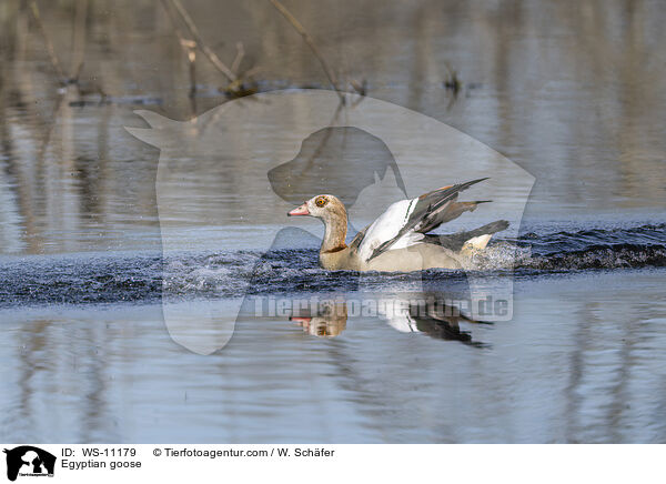 Nilgans / Egyptian goose / WS-11179