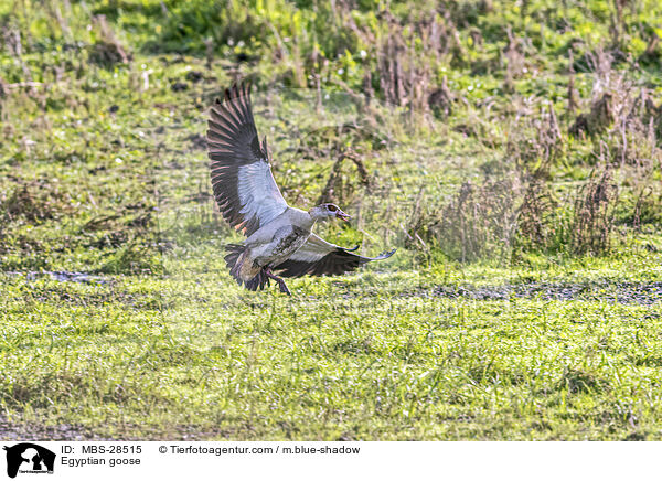 Nilgans / Egyptian goose / MBS-28515