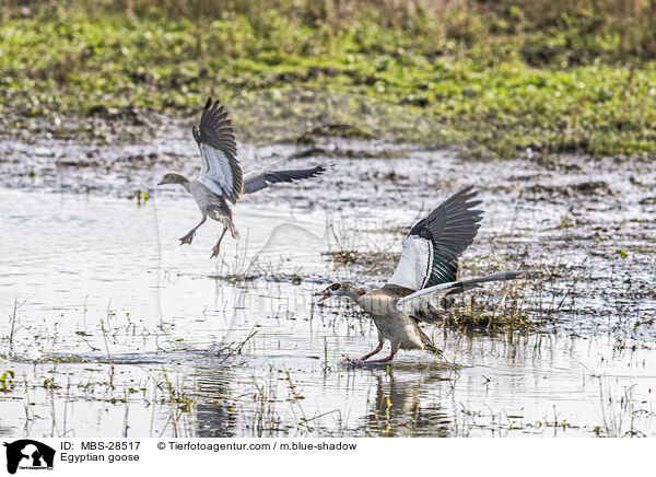 Nilgans / Egyptian goose / MBS-28517