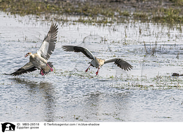 Egyptian goose / MBS-28518