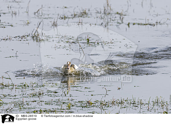 Nilgans / Egyptian goose / MBS-28519