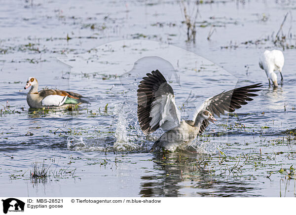 Egyptian goose / MBS-28521