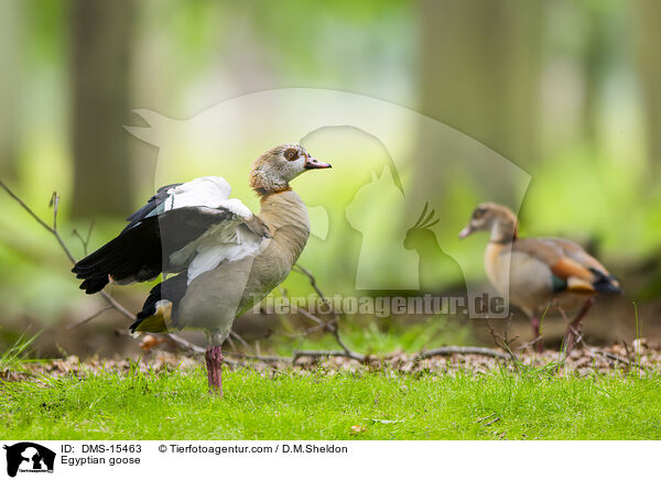 Nilgans / Egyptian goose / DMS-15463