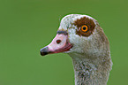 Egyptian Goose