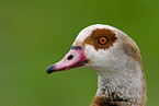Egyptian Goose