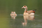 mother with fledglings