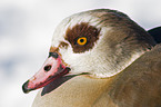 egyptian goose