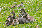 young Egyptian geese