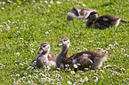 young Egyptian geese