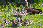 Egyptian geese