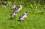 young Egyptian geese