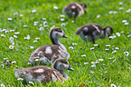 young Egyptian geese